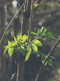 Close-up of wet spider web on plant