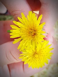 Close-up of hand holding yellow flower