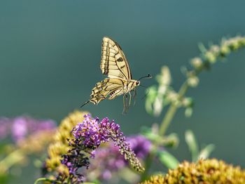 Close-up of butterfly pollinating on purple flower