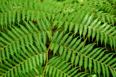 Full frame shot of leaves