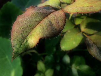 Close-up of wet plant leaves