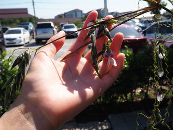 Close-up of hand holding plant