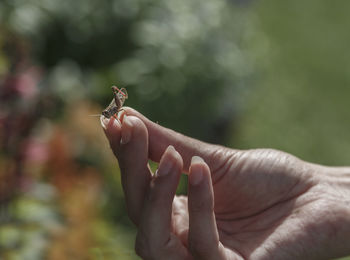 Close-up of hand holding insect