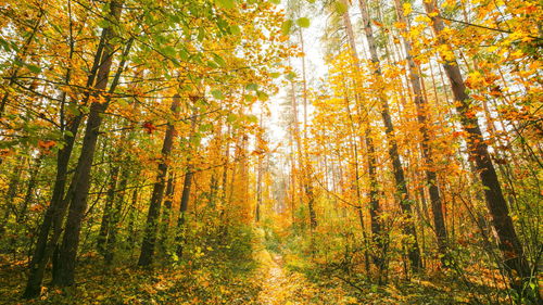 Trees in forest