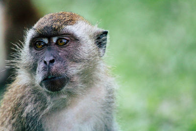 Close-up portrait of a monkey