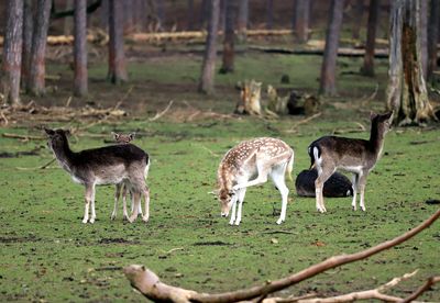 Deer standing in a field