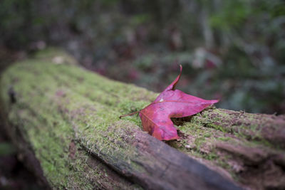 Close-up of pink leaf on wood