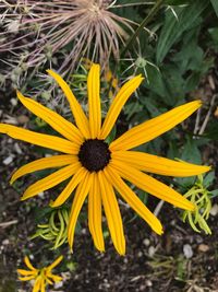 Close-up of sunflower blooming in field