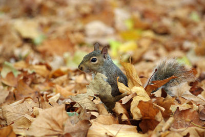 Close-up of squirrel on autumn leaves