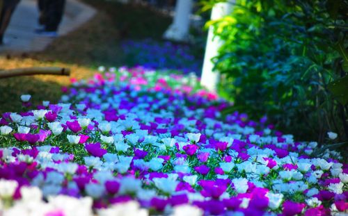 Close-up of purple flowering plants in park