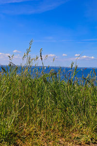 Plants growing on land against blue sky