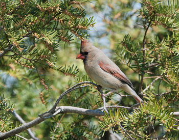 Bird perching on a tree