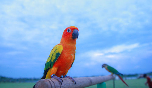 Close-up of parrot perching on blue sky