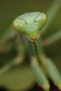 Close-up of insect on leaf