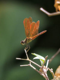 Close-up of insect on plant