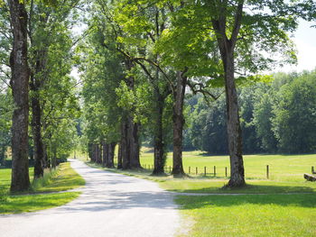 Road amidst trees in park