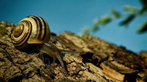 Close-up of snail on rock