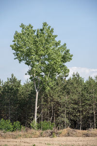 Trees growing on field against sky