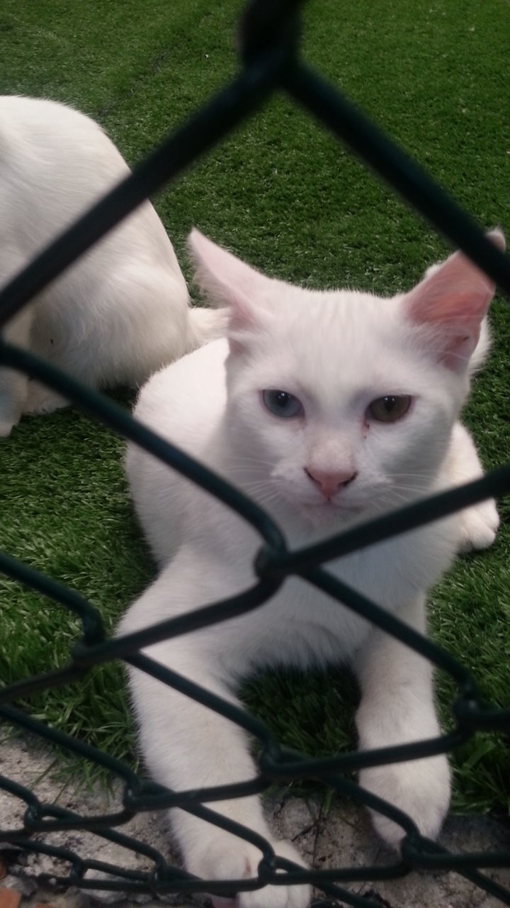 domestic animals, pets, animal themes, one animal, mammal, dog, grass, high angle view, white color, relaxation, close-up, green color, lying down, domestic cat, animal head, part of, looking at camera, day, field, resting