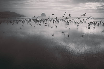 Flock of birds flying over sea against sky