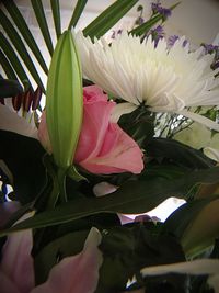 Close-up of pink flowers