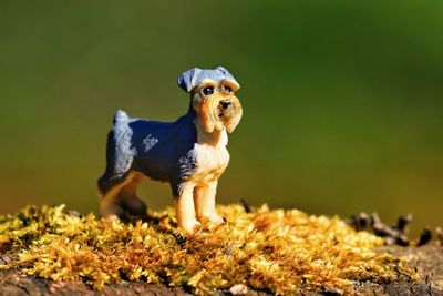 Close-up of a dog looking away