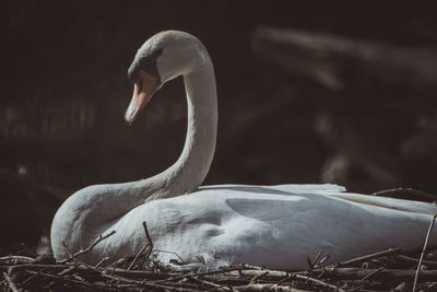 Close-up of swan