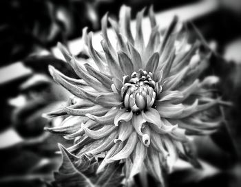 Close-up of flowers blooming outdoors