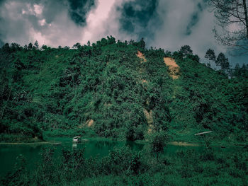 Scenic view of forest against sky