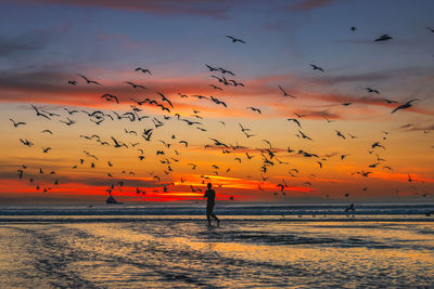 Silhouette birds flying over sea against sky during sunset