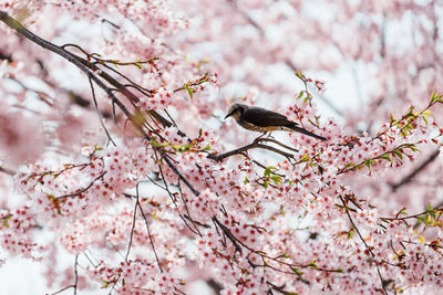 Pink cherry blossoms in spring