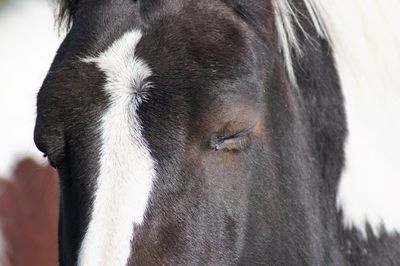 Close-up of a horse