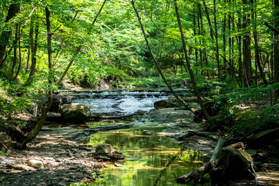 View of river passing through forest