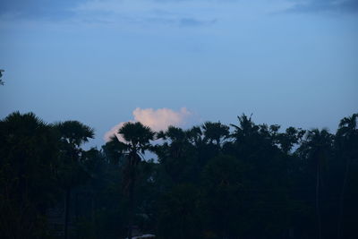 Silhouette trees and plants against sky at dusk