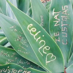 Full frame shot of succulent plant