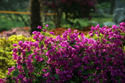 Close-up of pink flowers