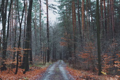 Road amidst trees in forest