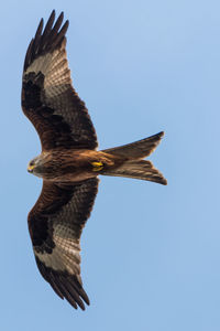 Low angle view of bird flying against clear sky