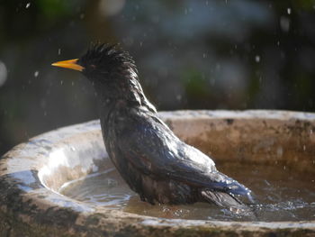 Close-up of bird perching on a lake