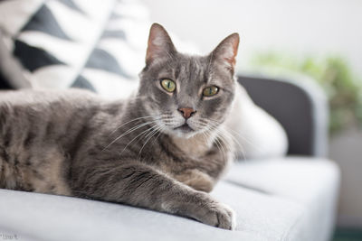 Portrait of cat relaxing on sofa