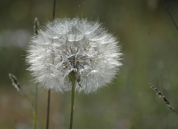 Close-up of dandelion flower