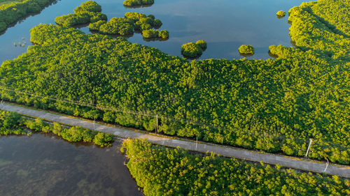 Scenic view of mangrove field