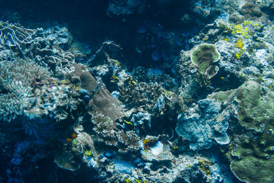 Fish swimming in sea