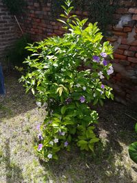 Purple flowering plants in yard