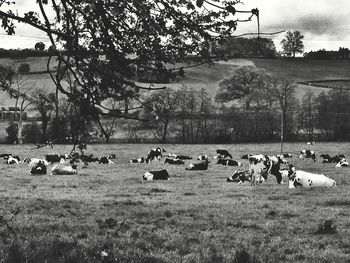 Trees on grassy field