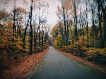 Road passing through forest