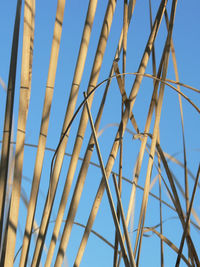 Low angle view of plants against blue sky