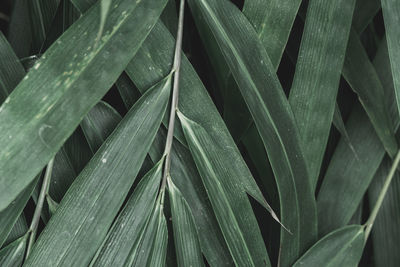 Full frame shot of green leaves