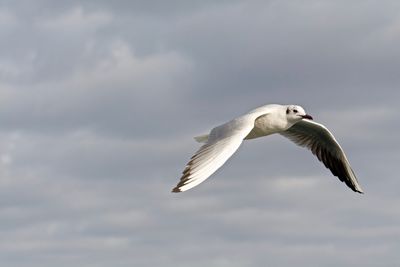 Low angle view of seagull against the sky