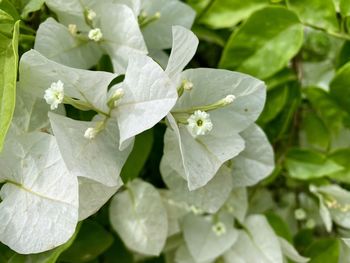 Close-up of white flowering plant leaves